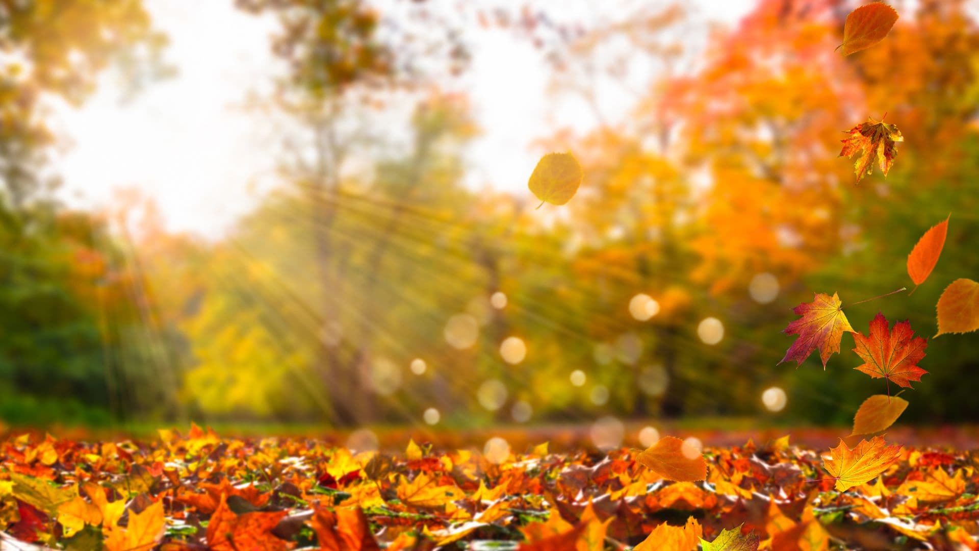 Colorful autumn leaves scattered on the ground with sunlight filtering through trees. Colorful autumn leaves scattered on the ground with sunlight filtering through trees.