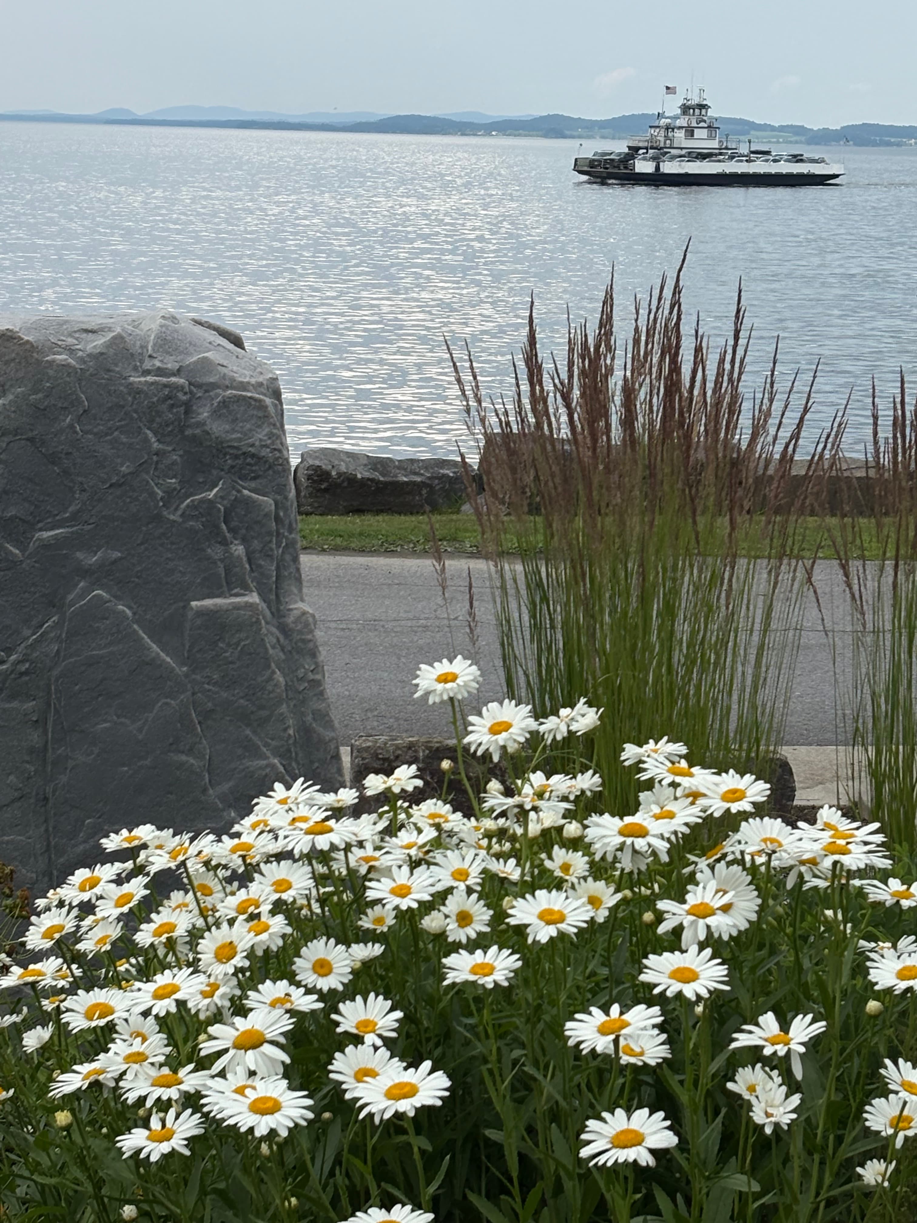 A cluster of daisies blooms in the foreground with a ferry sailing across a serene lake in the background.