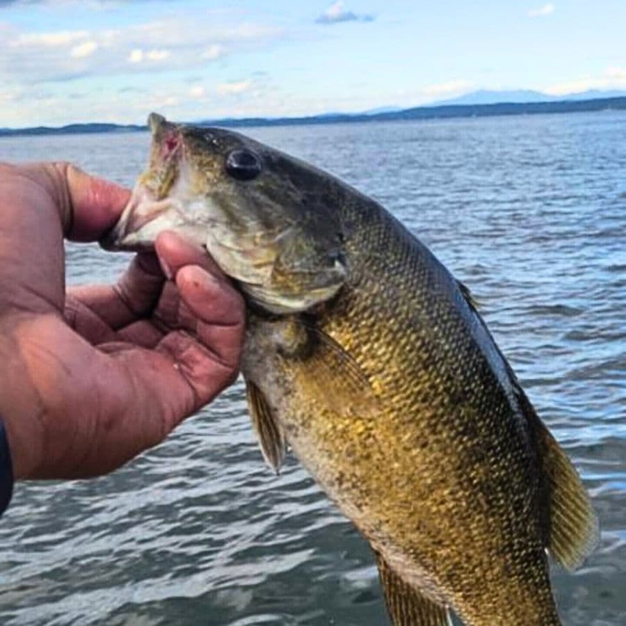 A person holds a large fish above water with a scenic background of mountains and clouds.