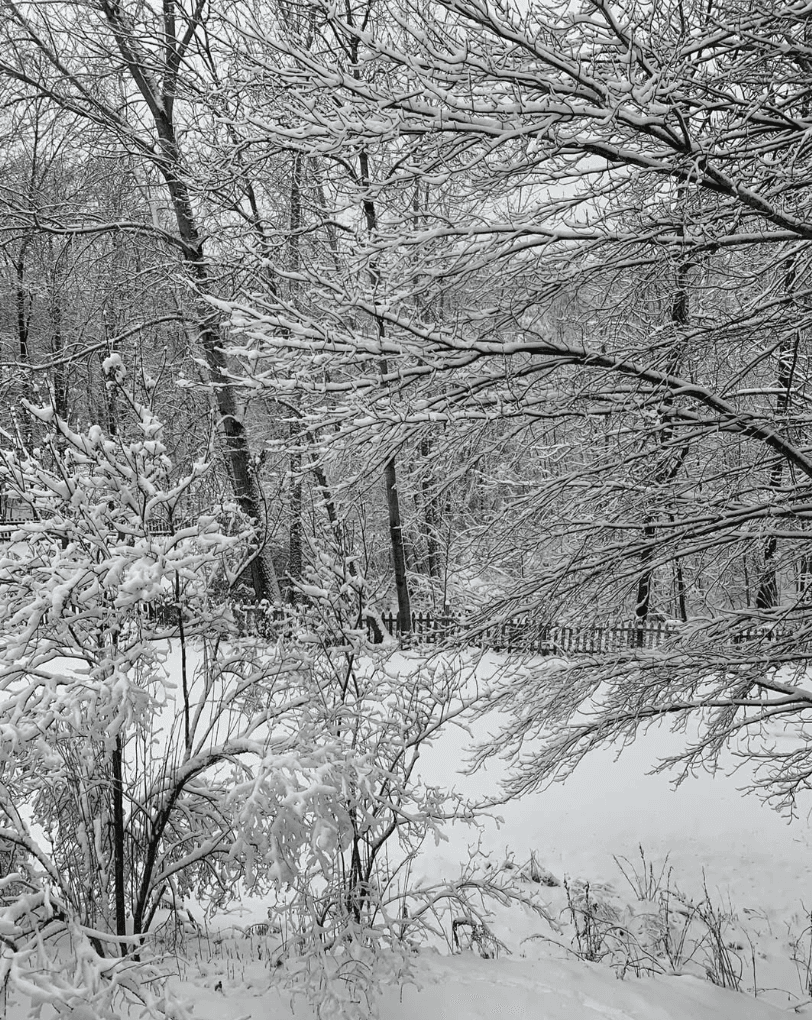 A snowy landscape with trees and bushes covered in white, creating a serene winter scene. A snowy landscape with trees and bushes covered in white, creating a serene winter scene.