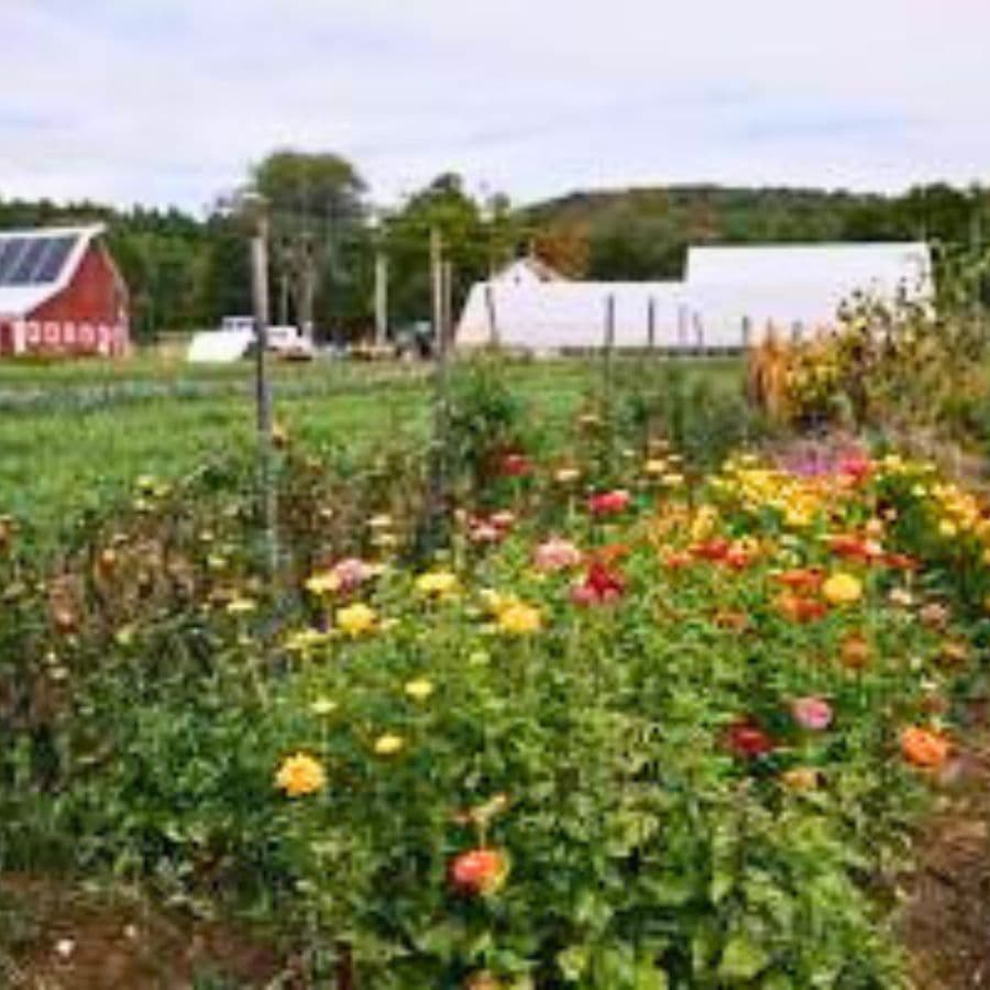 A vibrant flower garden in the foreground with a red barn and white buildings in a rural setting.